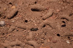 Diadasia bituberculata