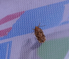 Phaecasiophora niveiguttana