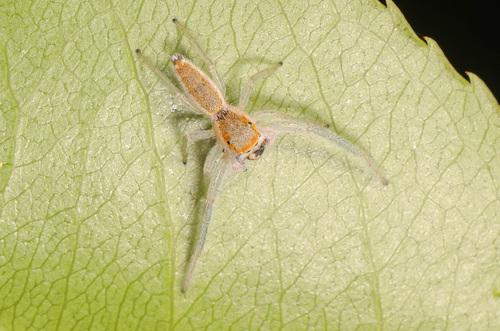 White-jawed Jumping Spider photo 5