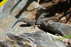 Sceloporus occidentalis