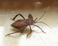 Notopteryx soror