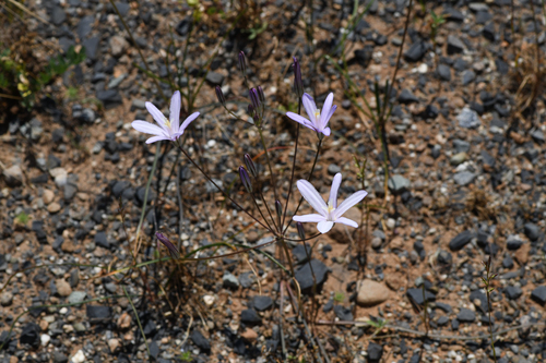 Brodiaea californica, photograph 1