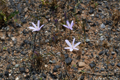 Brodiaea californica, photograph (c) Trevor Van Loon, some rights reserved (CC BY)