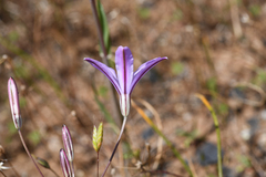 Brodiaea californica, photograph (c) Trevor Van Loon, some rights reserved (CC BY)