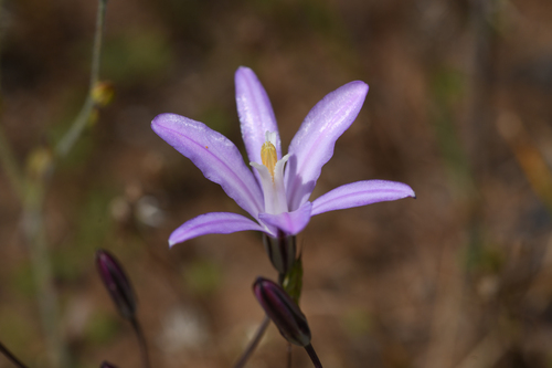 Brodiaea californica, photograph 2