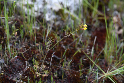 Fern-leaved Monkeyflower (Erythranthe filicifolia)