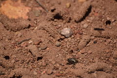 Diadasia bituberculata