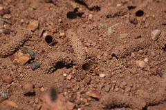 Diadasia bituberculata