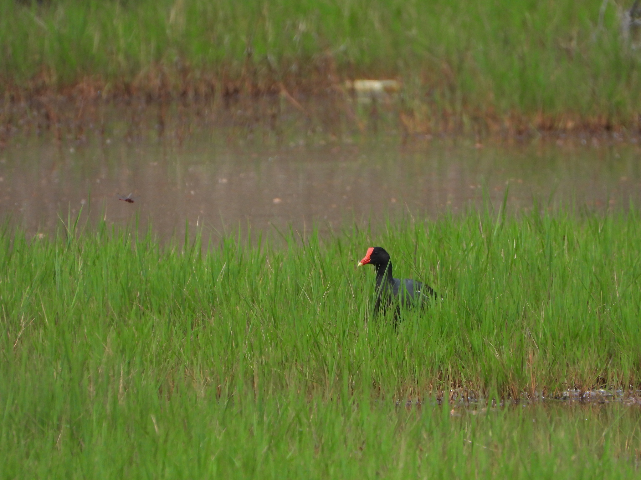 Gallinula chloropus image