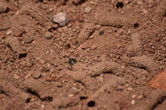 Diadasia bituberculata