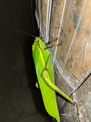 Cnemidophyllum lineatum