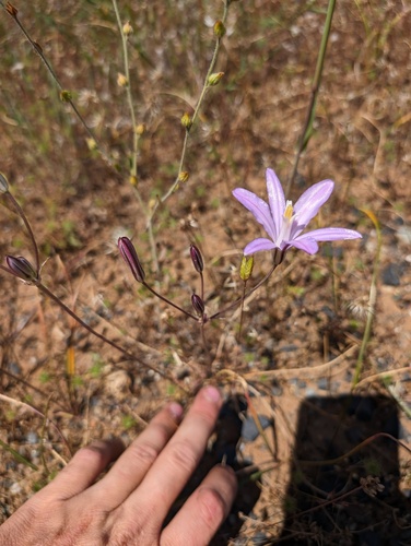 Brodiaea californica, photograph 4
