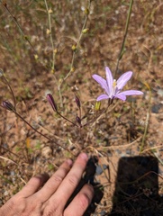 Brodiaea californica, photograph (c) Trevor Van Loon, some rights reserved (CC BY)