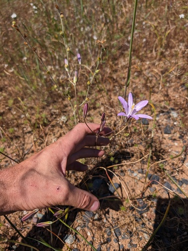 Brodiaea californica, photograph 5