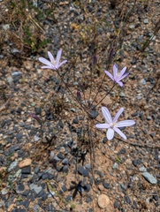 Brodiaea californica, photograph (c) Trevor Van Loon, some rights reserved (CC BY)