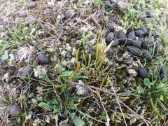 Carmichaelia corrugata