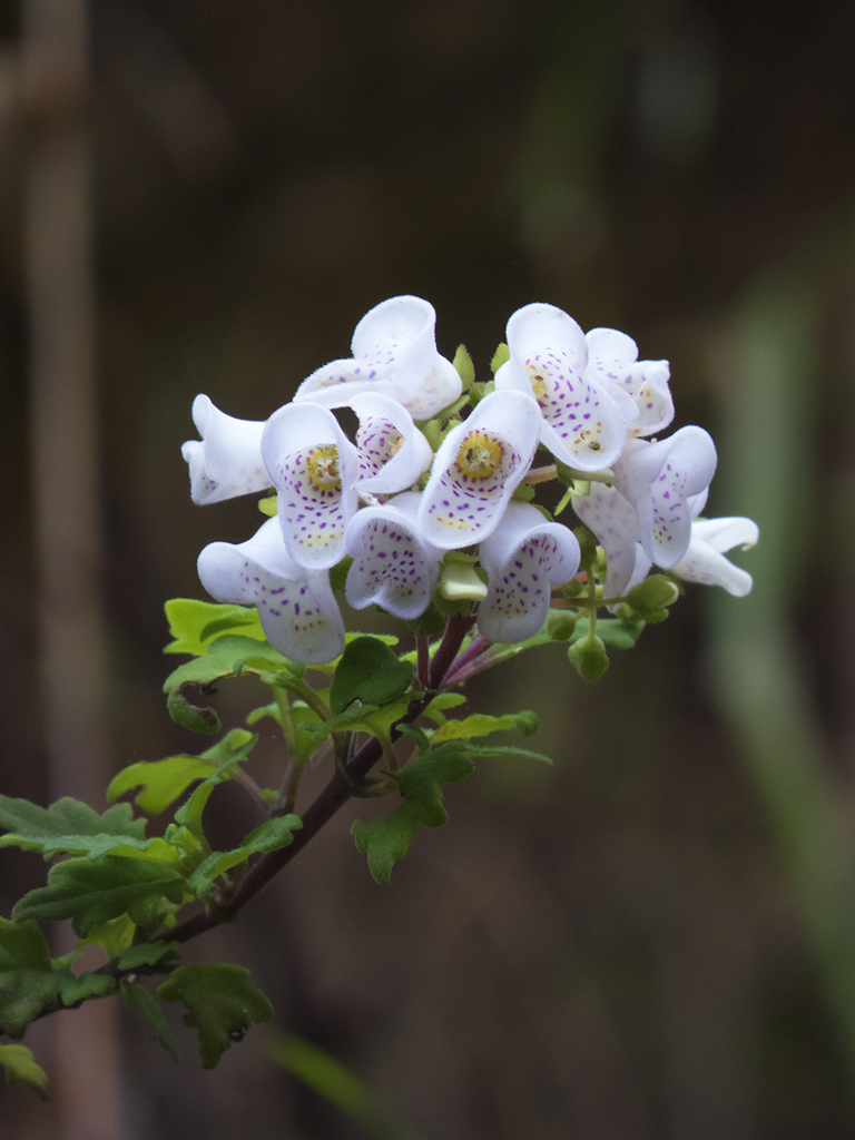 Argenita morada