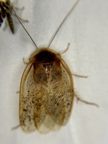 Boll’s Sandroach photo 6