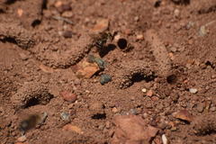 Diadasia bituberculata