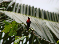 Myzomela nigriventris