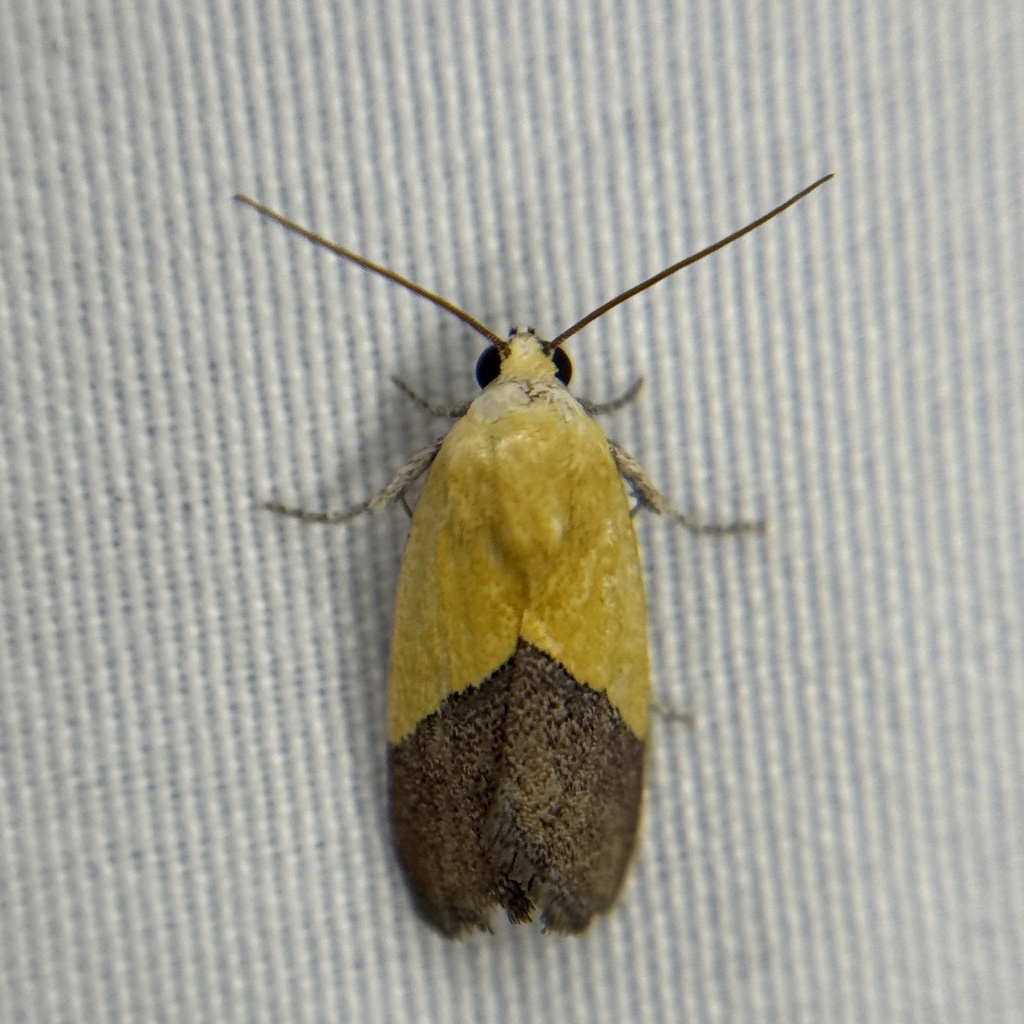 Half-yellow Moth