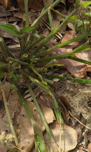 Image of Tradescantia hirsutiflora by (c) Megan Kossa, some rights reserved (CC BY)