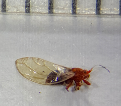 Bactericera antennata