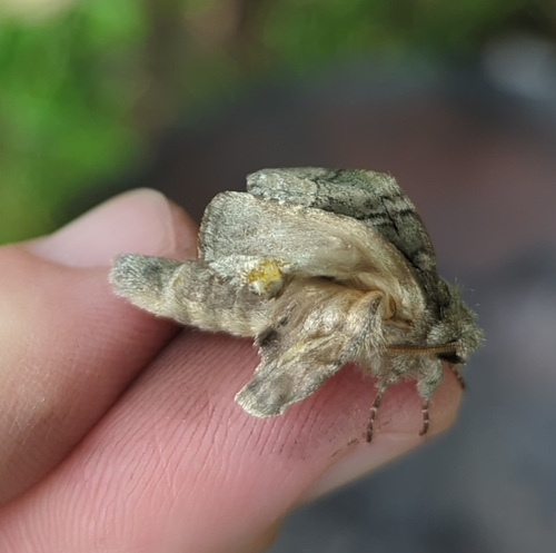 Double-lined Prominent photo 4