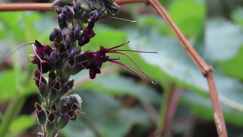 Quechuan Eclipse Sage (Salvia speciosa)