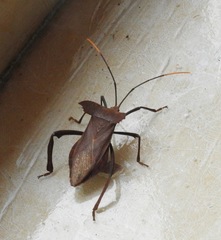 Notopteryx soror