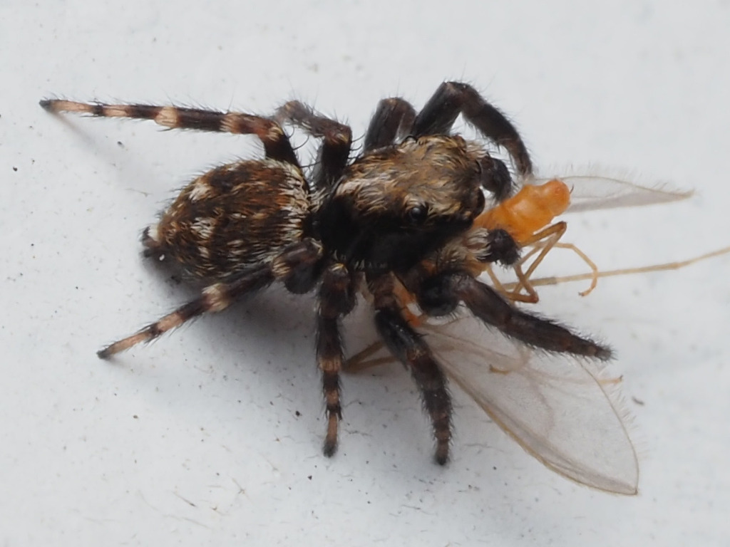 Black-palped Jumping Spider
