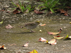 Ammodramus aurifrons