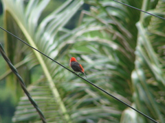 Myzomela nigriventris