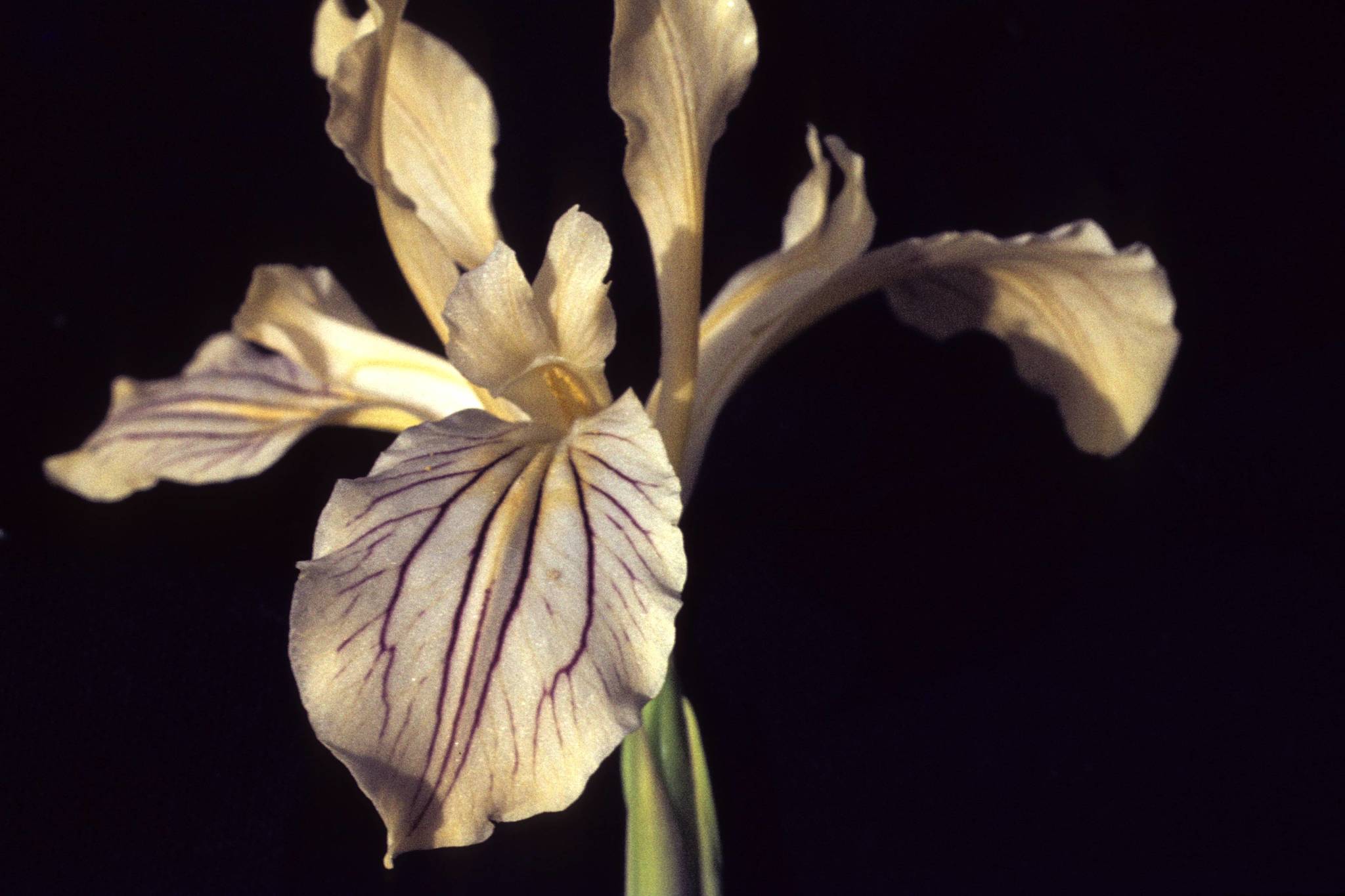 Blue Iris (Iris spuria) · iNaturalist Canada