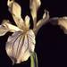 Iris bracteata - Photo (c) Smithsonian Institution, National Museum of Natural History, Department of Botany, algunos derechos reservados (CC BY-NC-SA)