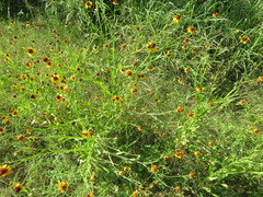 Helenium amphibolum