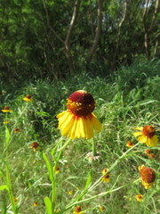 Helenium amphibolum
