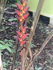 Heliconia pogonantha image