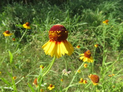 Helenium amphibolum