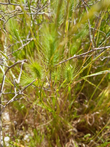 Image of Hordeum marinum by (c) Andre Hosper, some rights reserved (CC BY)