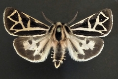 Apantesis williamsii