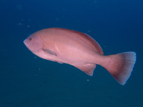 Oval grouper (Triso dermopterus) — Serranidae — 4