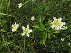 Lantana achyranthifolia