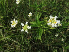 Lantana achyranthifolia
