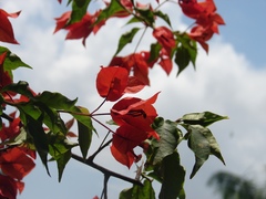 Bougainvillea glabra