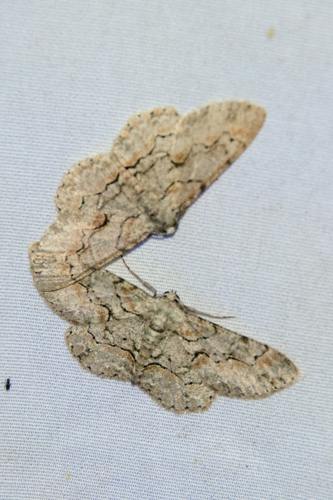 Brown-shaded Gray photo 5