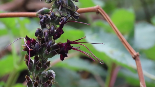 Image of Salvia speciosa by (c) Luis Fer JP, some rights reserved (CC BY)