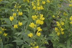 Thermopsis divaricarpa