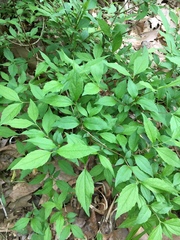 Philadelphus inodorus