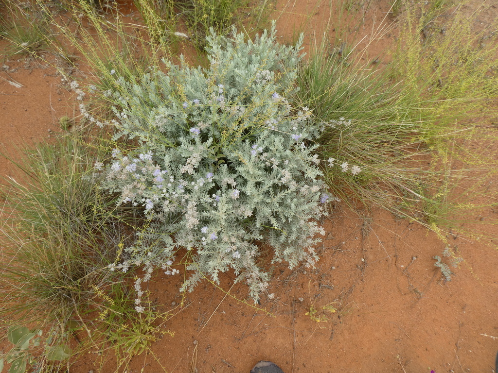 mint family from Welford National Park, Jundah Quilpie Rd, Jundah QLD ...